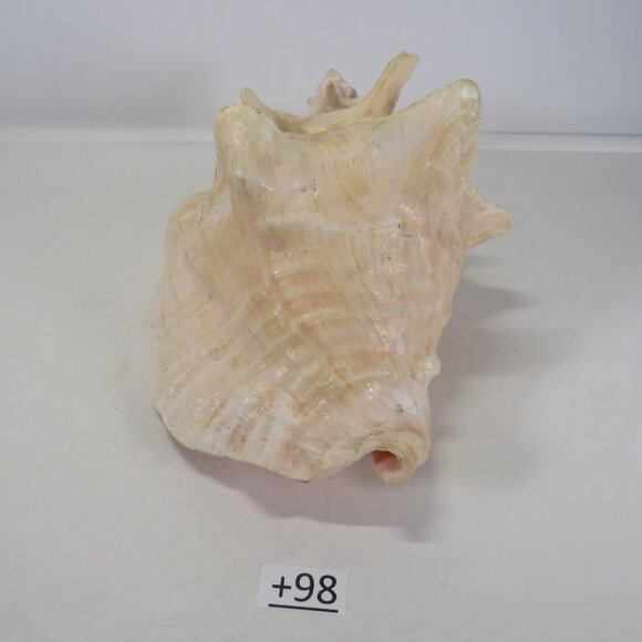 Large Real Conch Sea Shell 9.5" x 7.5" wide 5" tall has some chips - Picture 2 of 8